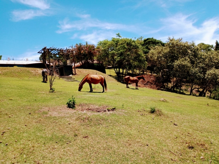 Fazenda à venda com 4 quartos, 900m² - Foto 10