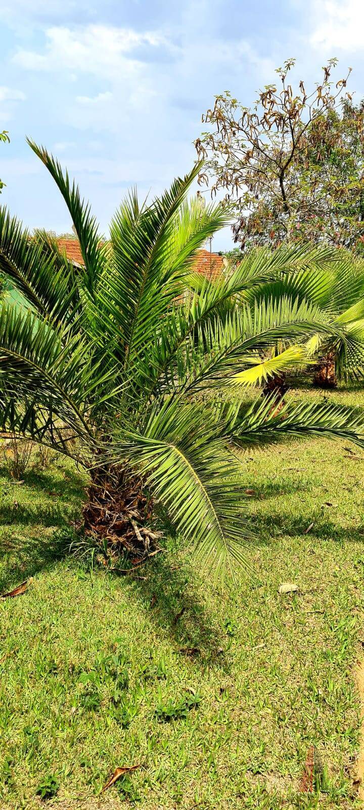 Fazenda à venda com 4 quartos, 230m² - Foto 18